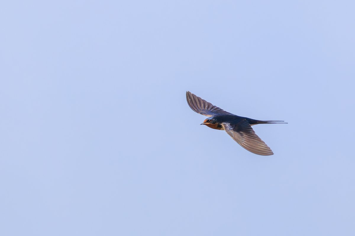 Barn Swallow