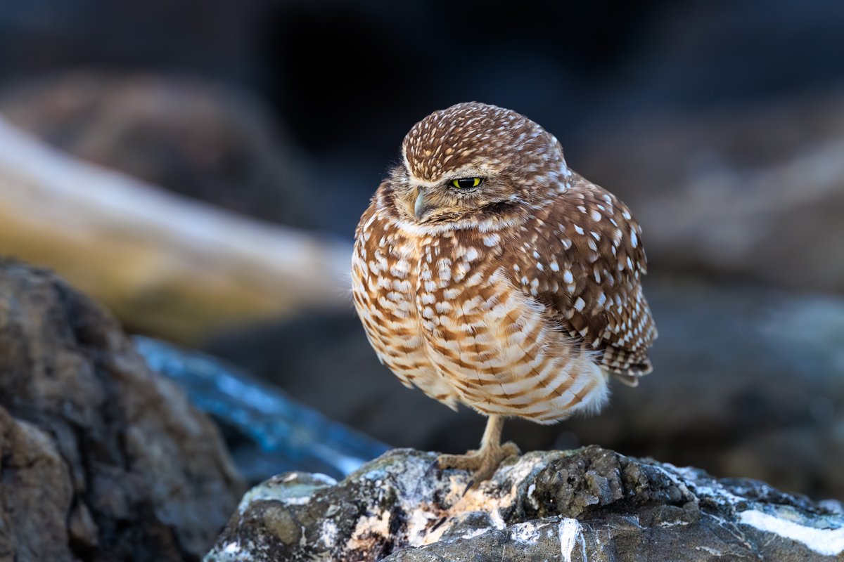Burrowing Owl