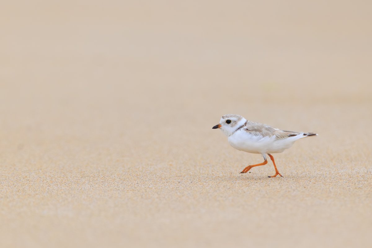 Piping Plover