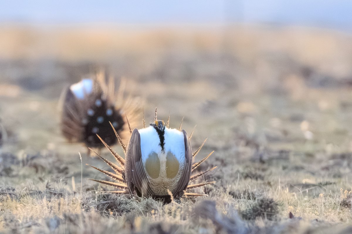 Greater Sage-Grouse