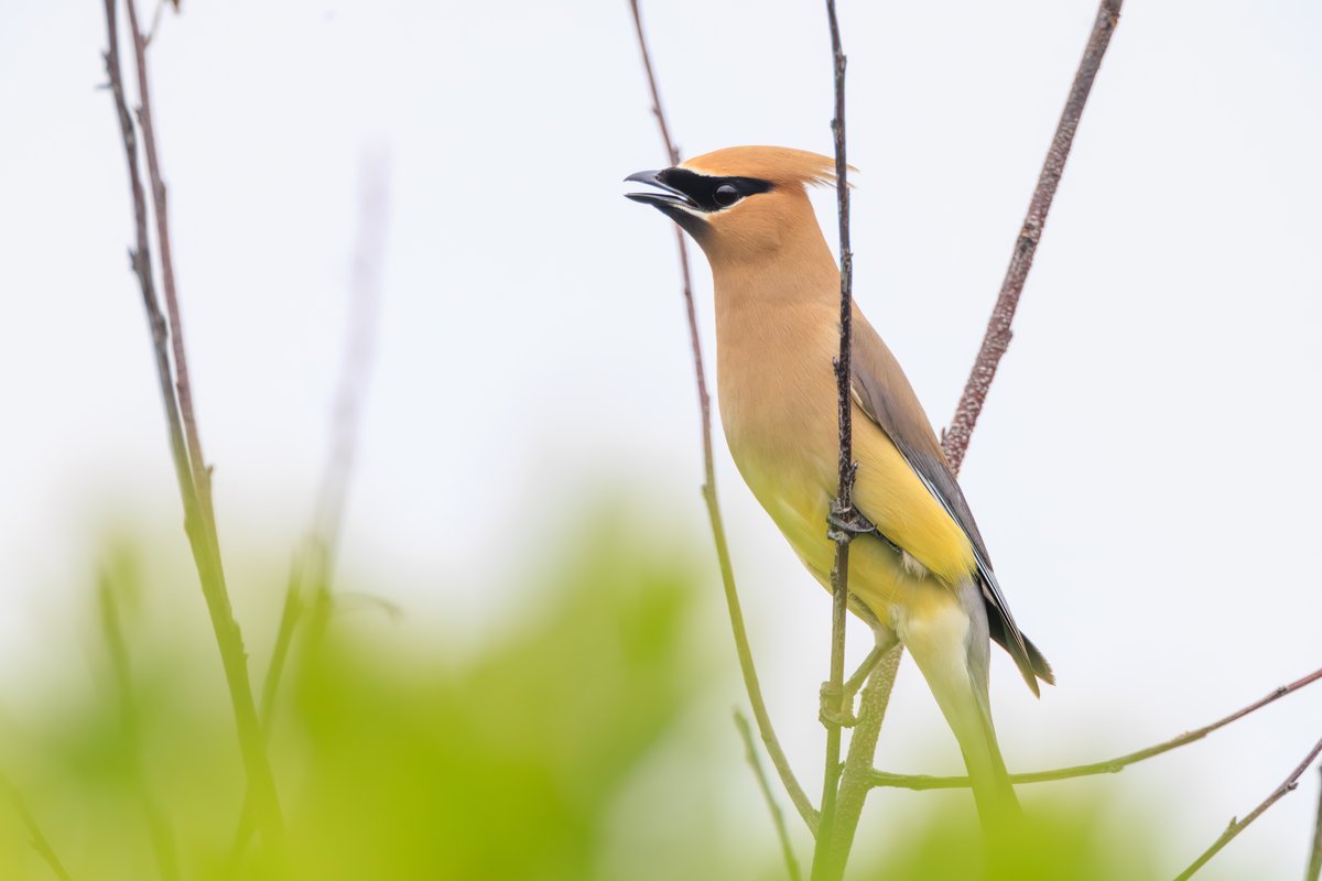 Cedar Waxwing
