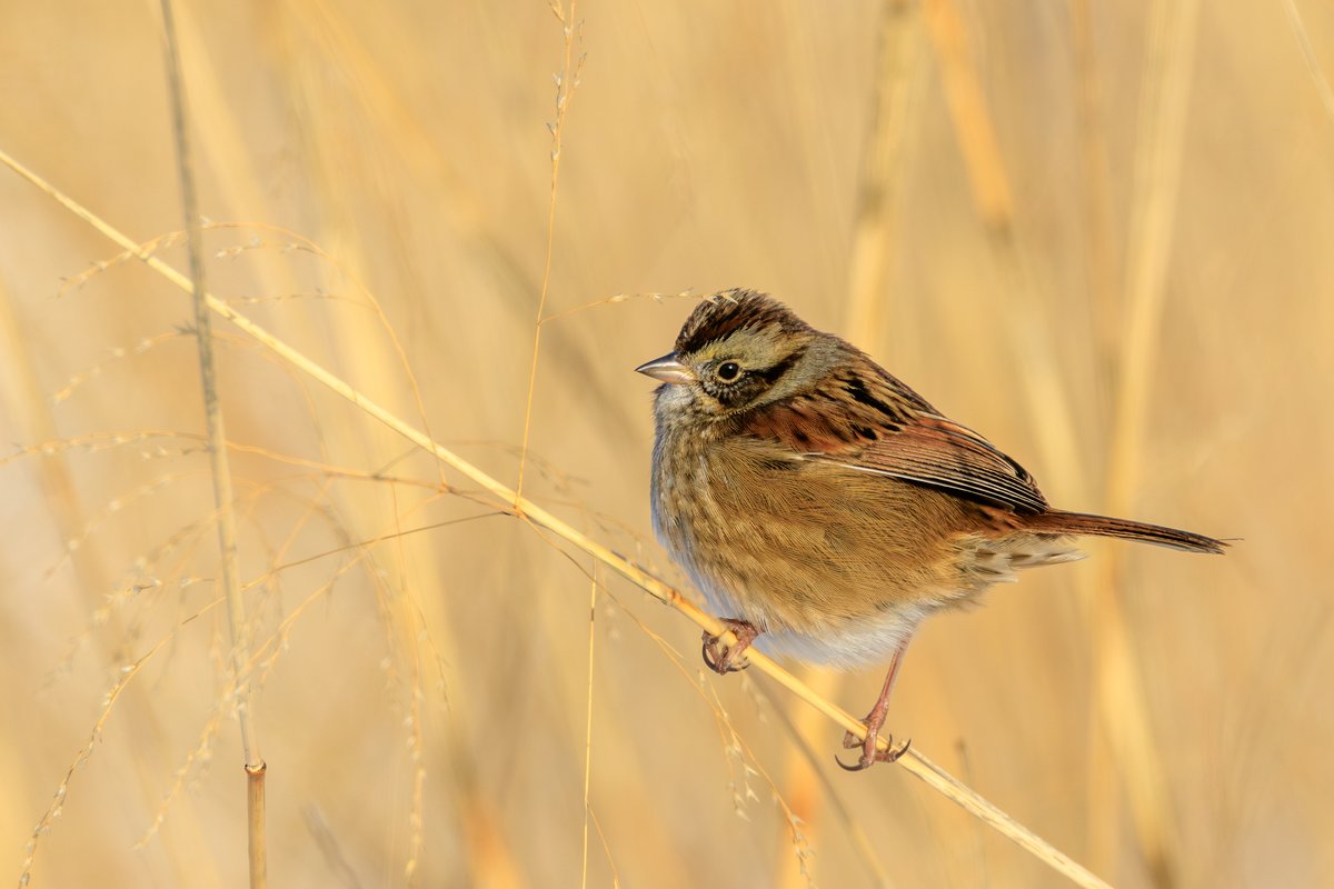 Swamp Sparrow