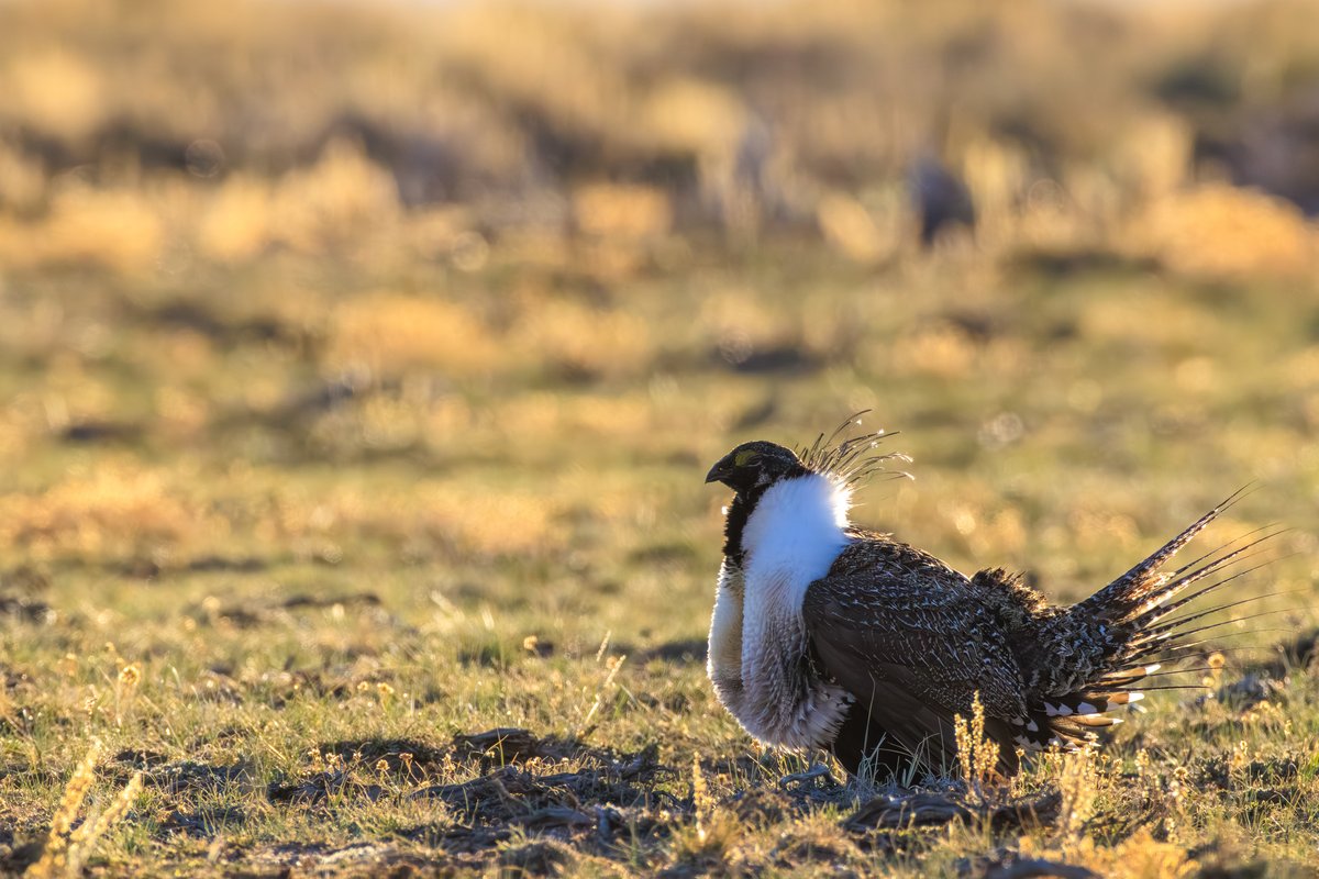 Greater Sage-Grouse