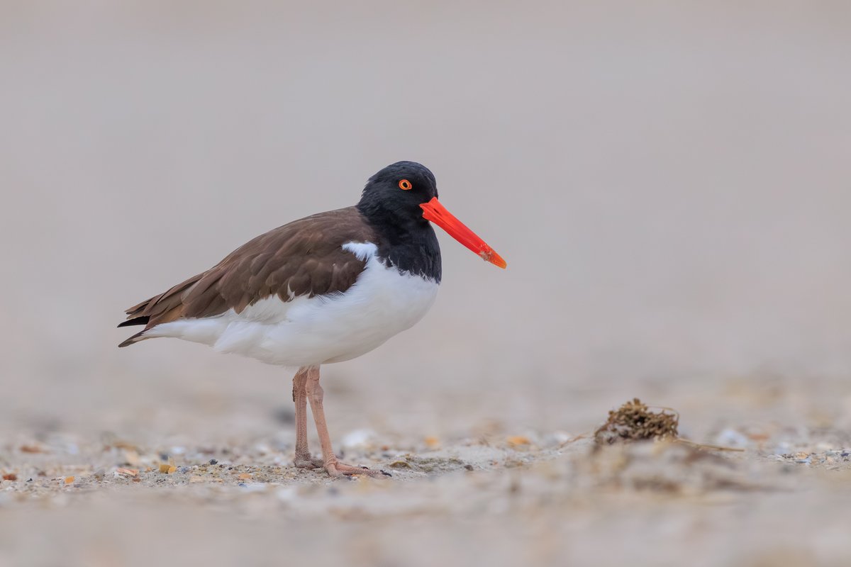 American Oystercatcher