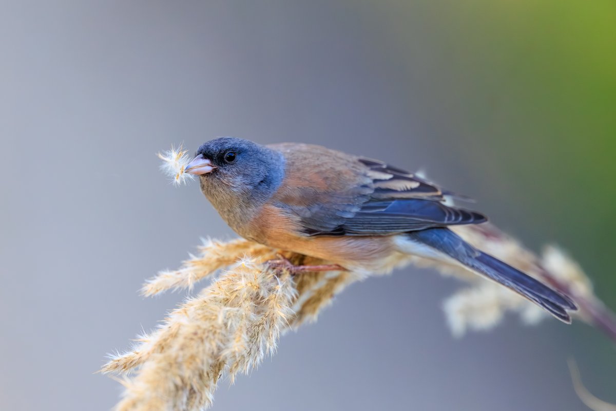 Dark-eyed Junco