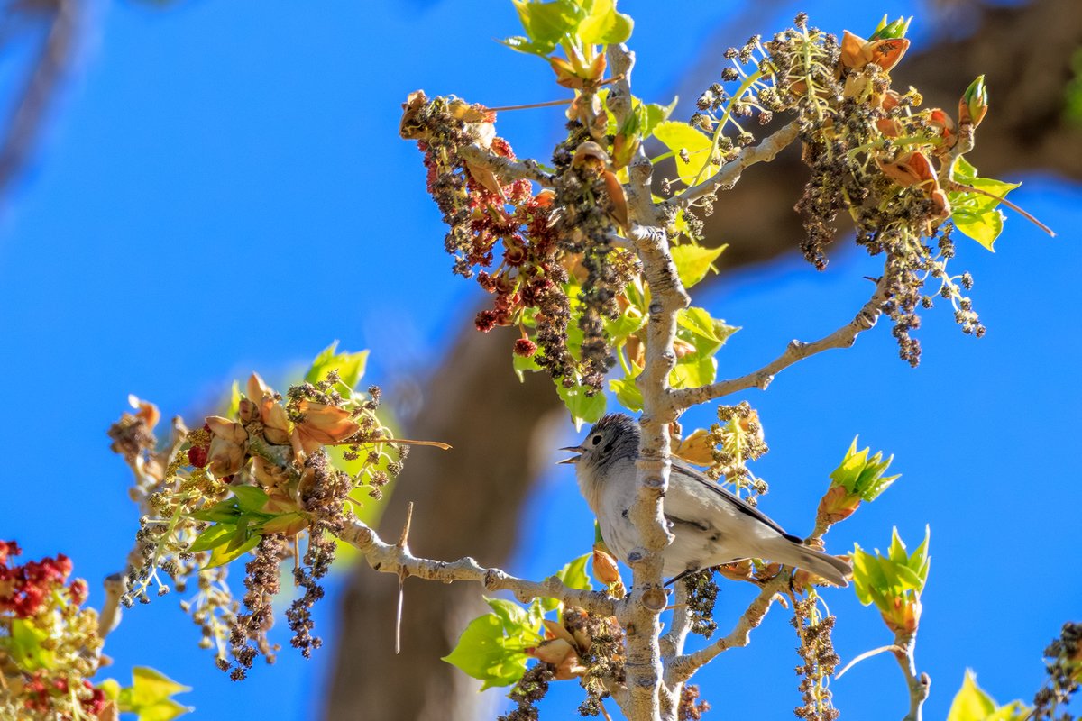 Lucy's Warbler