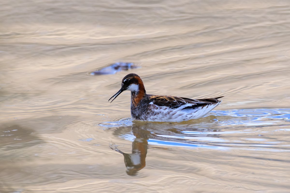 Red-necked Phalarope