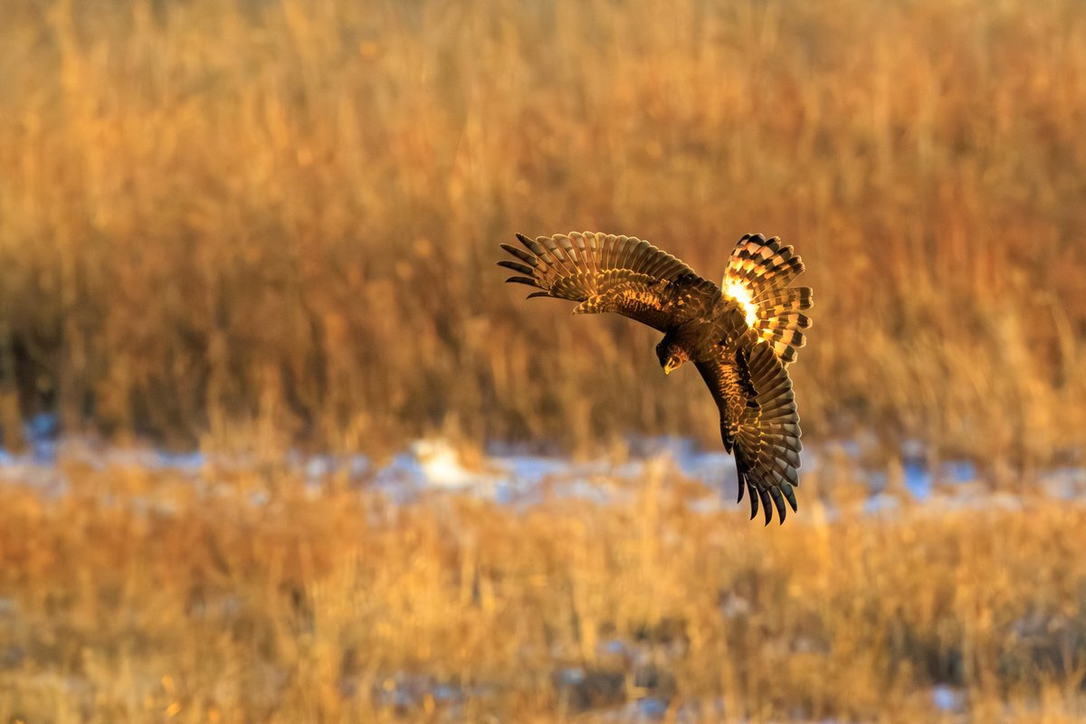 Northern Harrier