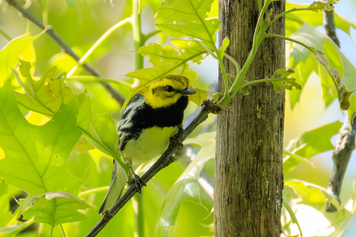 Black-throated Green Warbler
