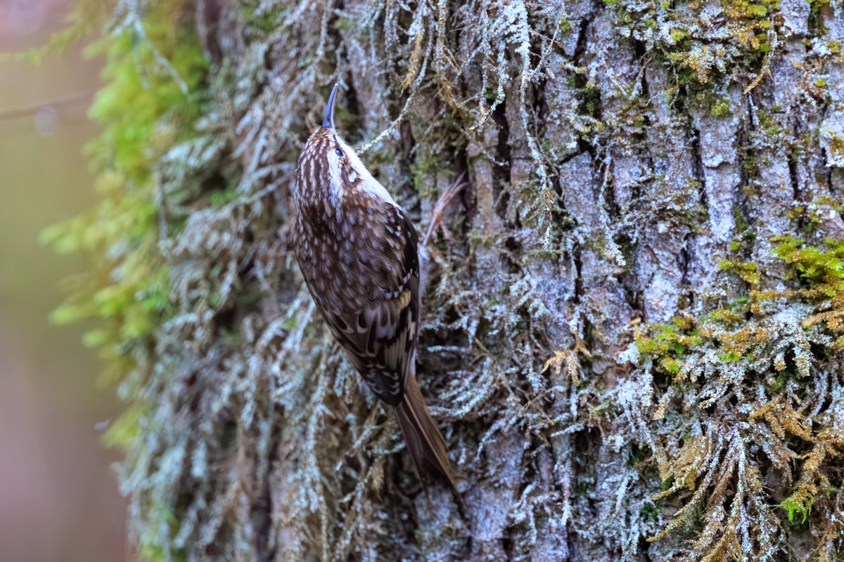 Brown Creeper