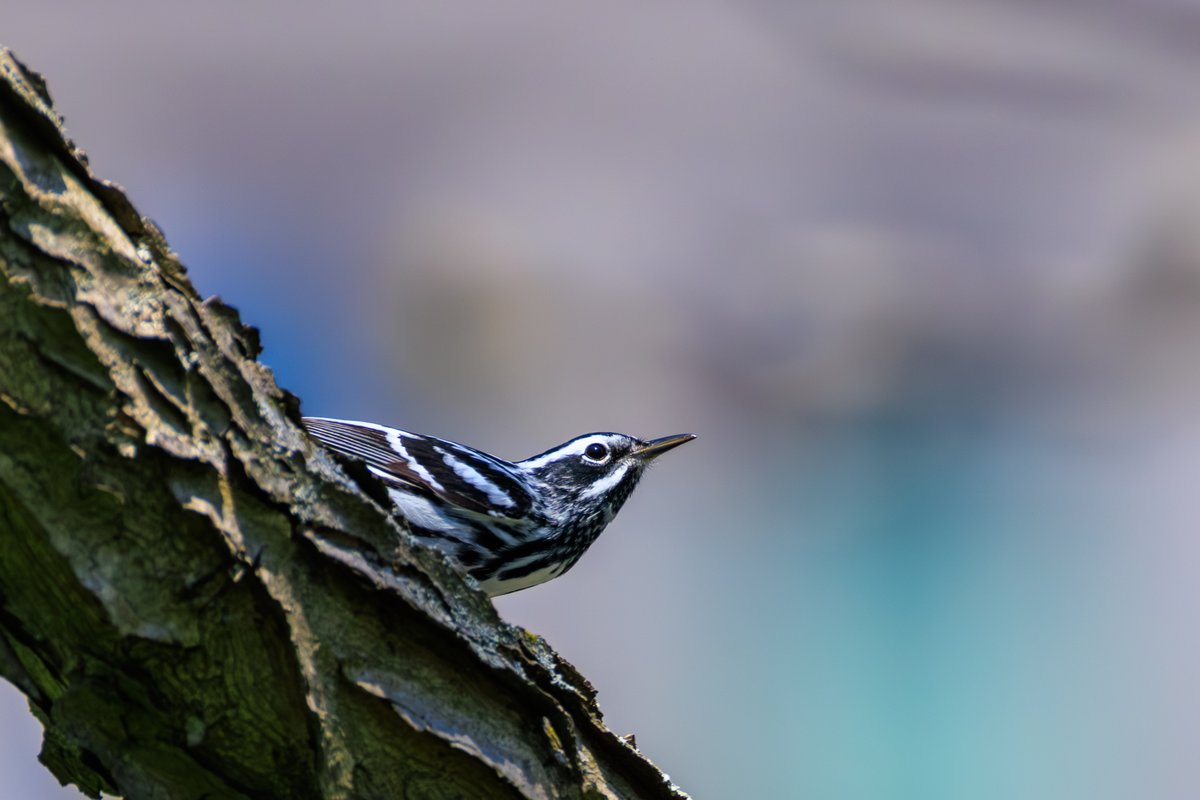 Black-and-white Warbler
