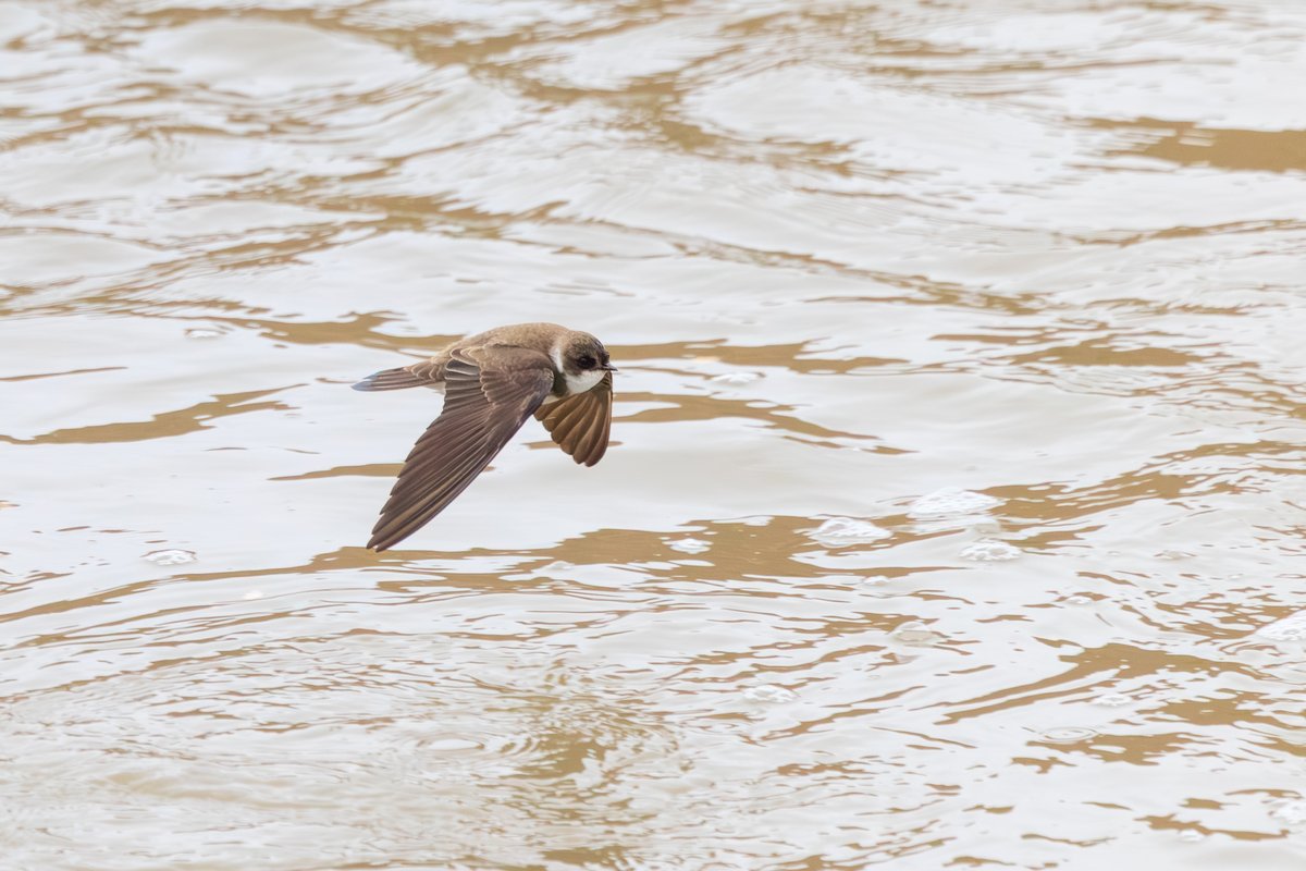 Northern Rough-winged Swallow