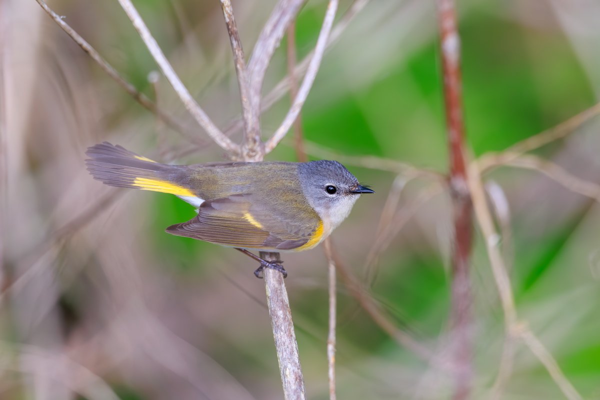 American Redstart