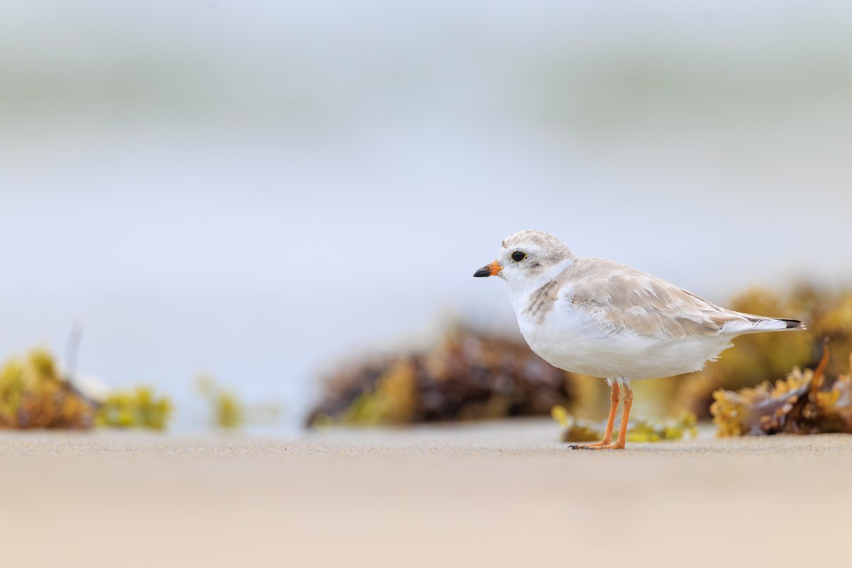 Piping Plover