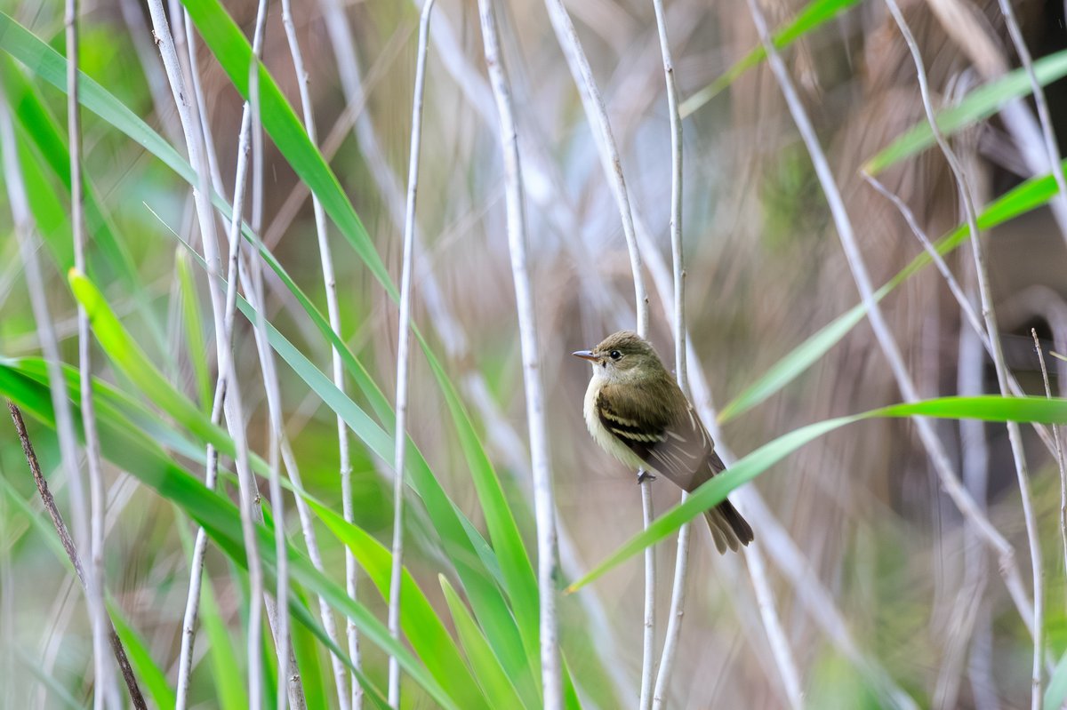 Willow Flycatcher