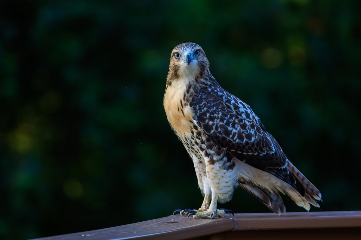 Red-tailed Hawk