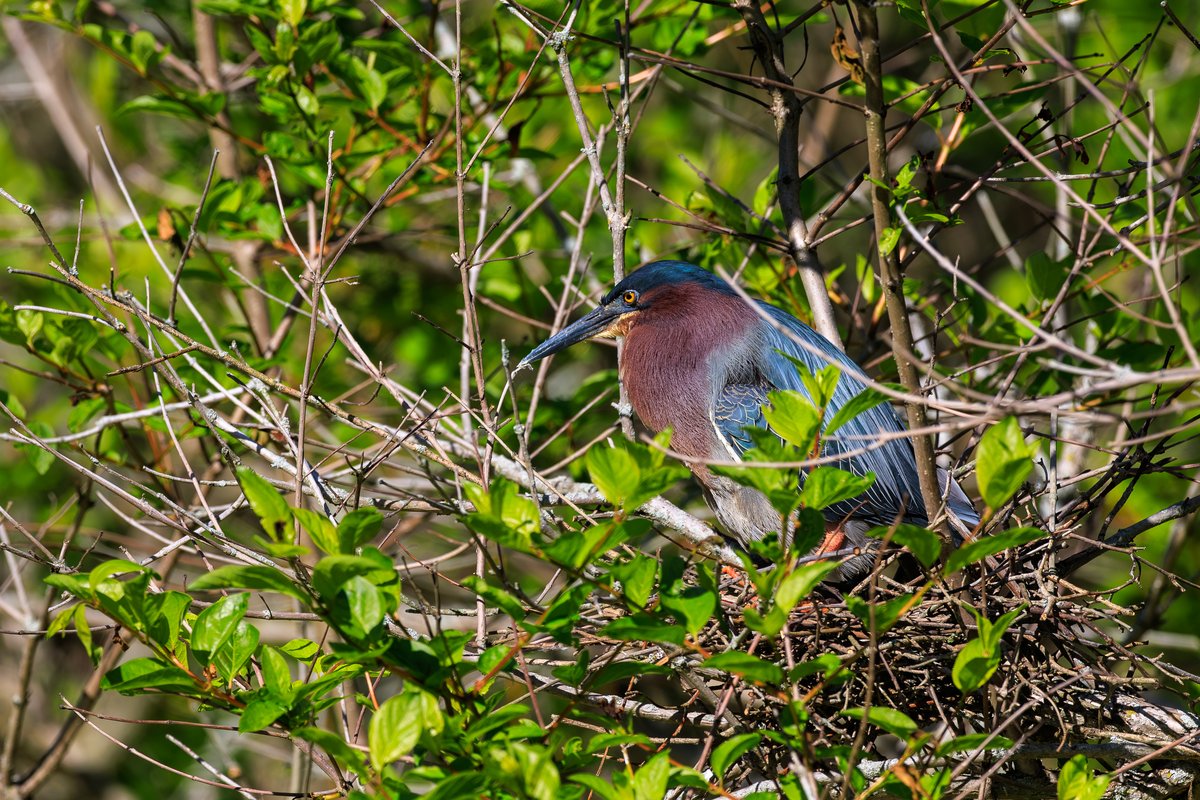 Green Heron