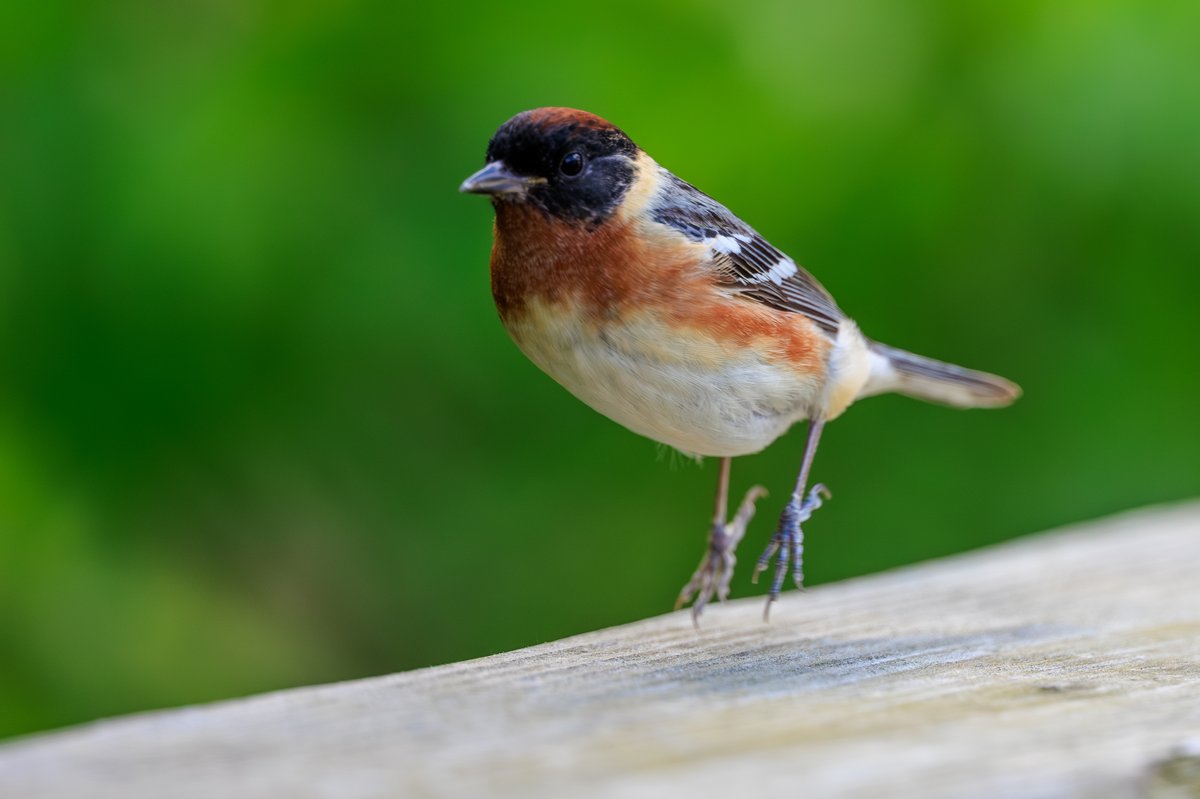 Bay-breasted Warbler