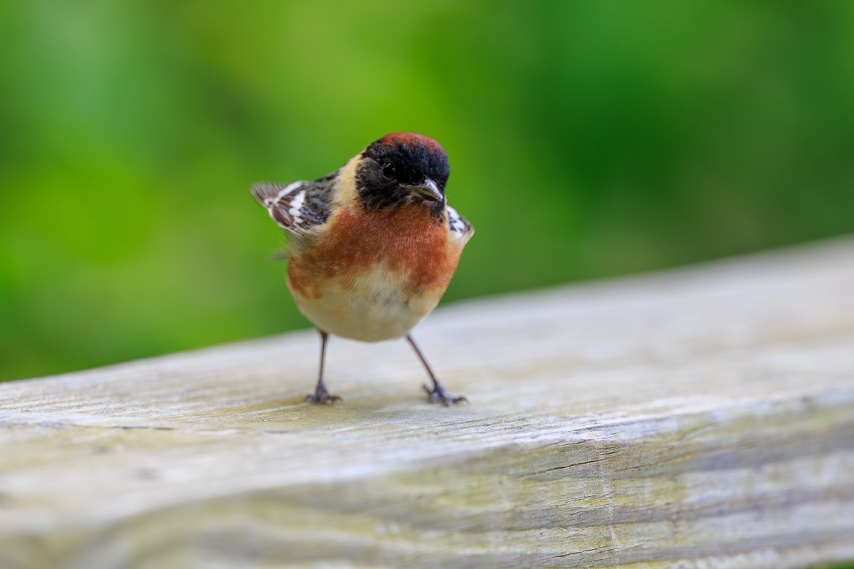 Bay-breasted Warbler