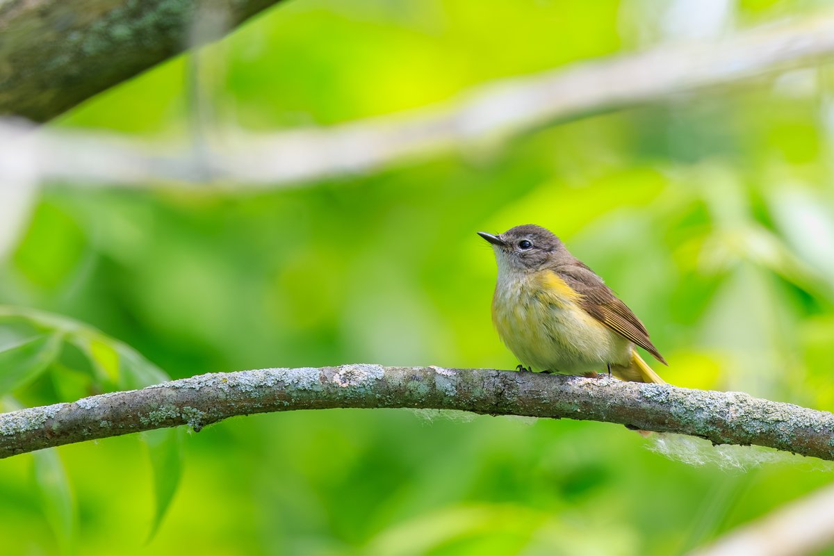American Redstart