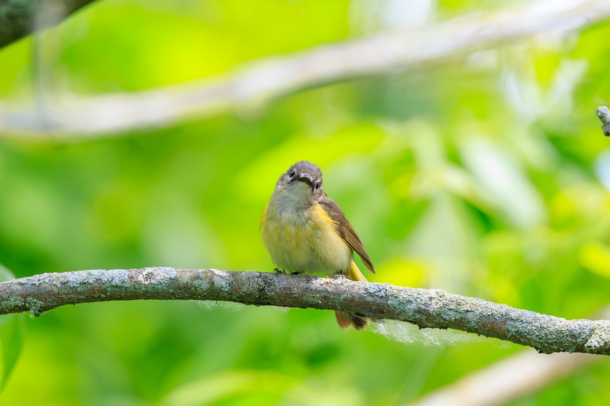 American Redstart
