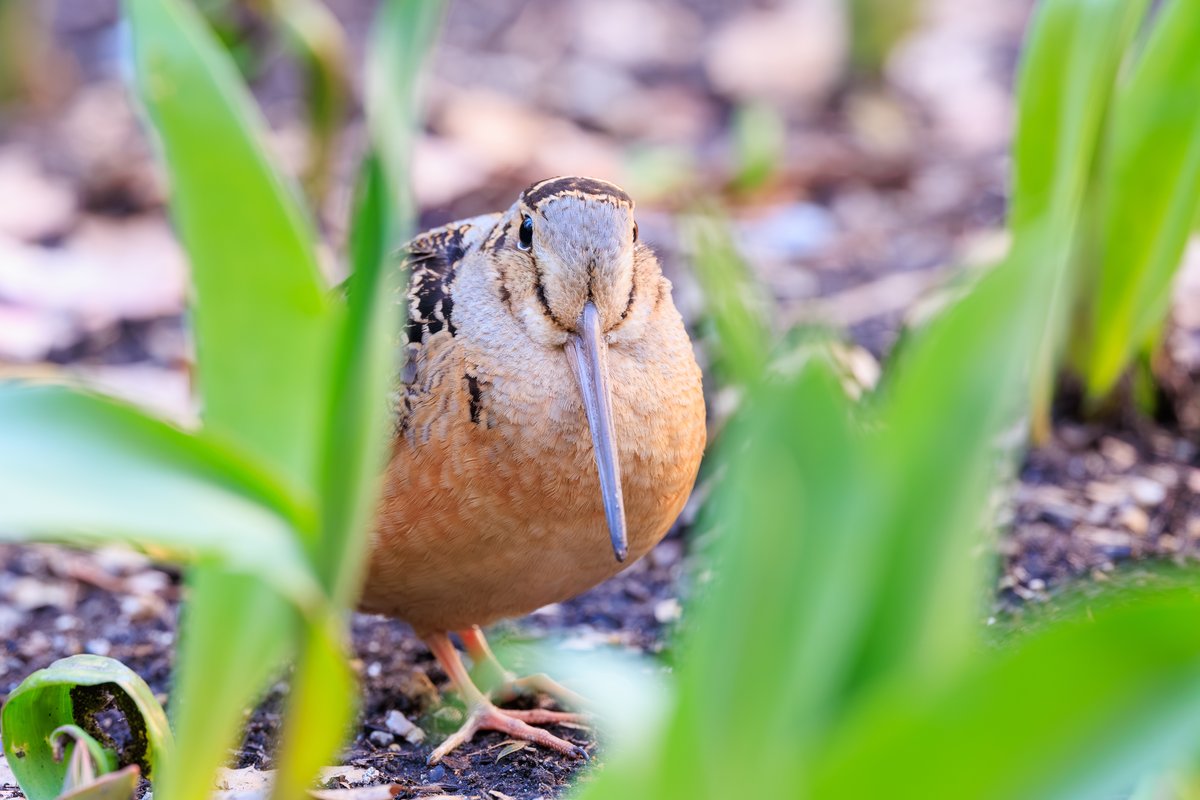 American Woodcock