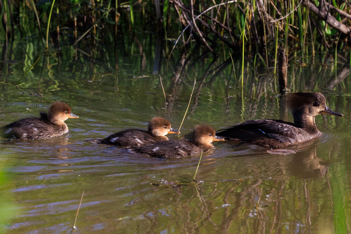 Hooded Merganser