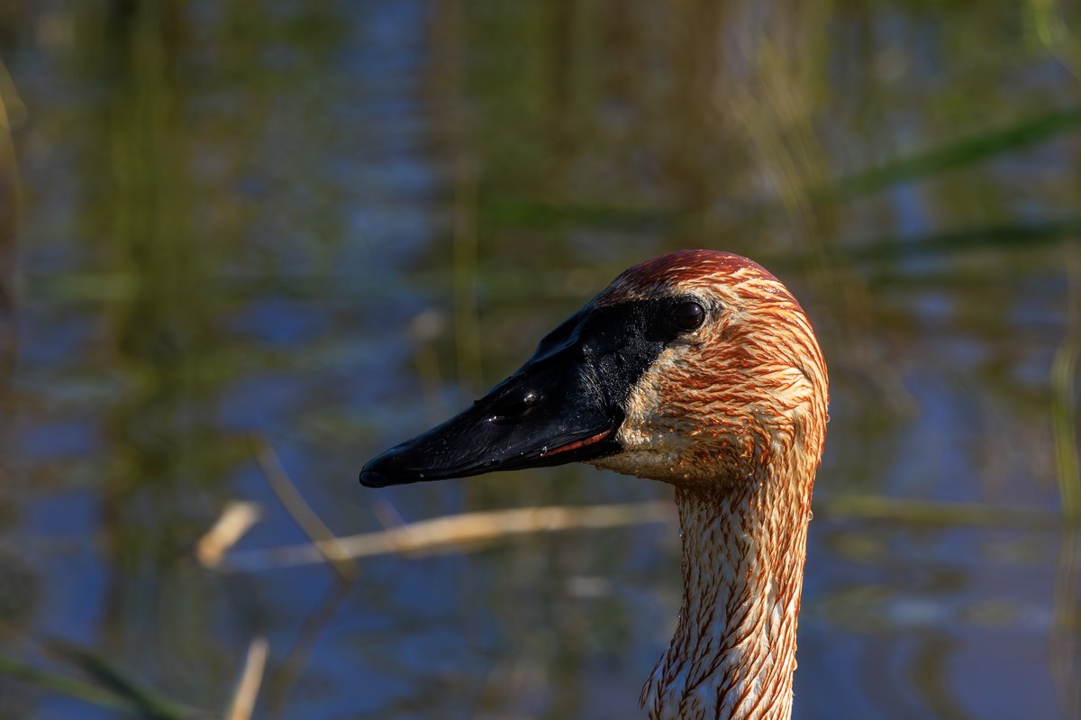Trumpeter Swan
