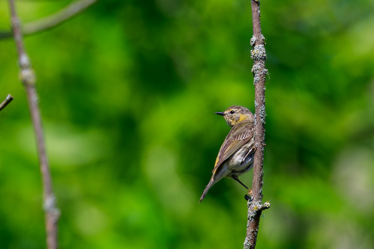 Yellow-rumped Warbler