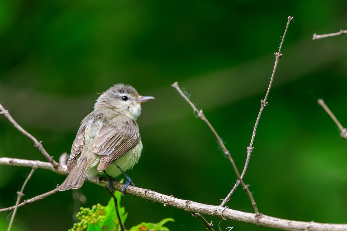 Red-eyed Vireo