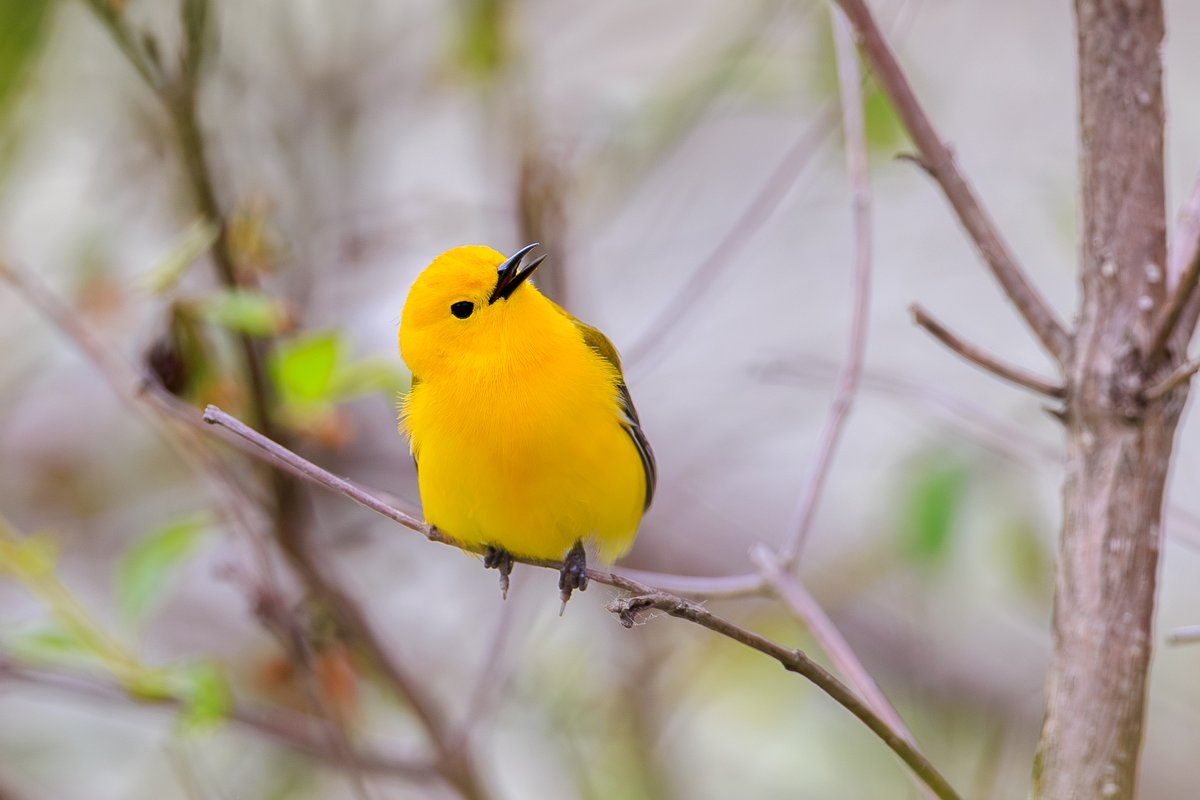 Prothonotary Warbler