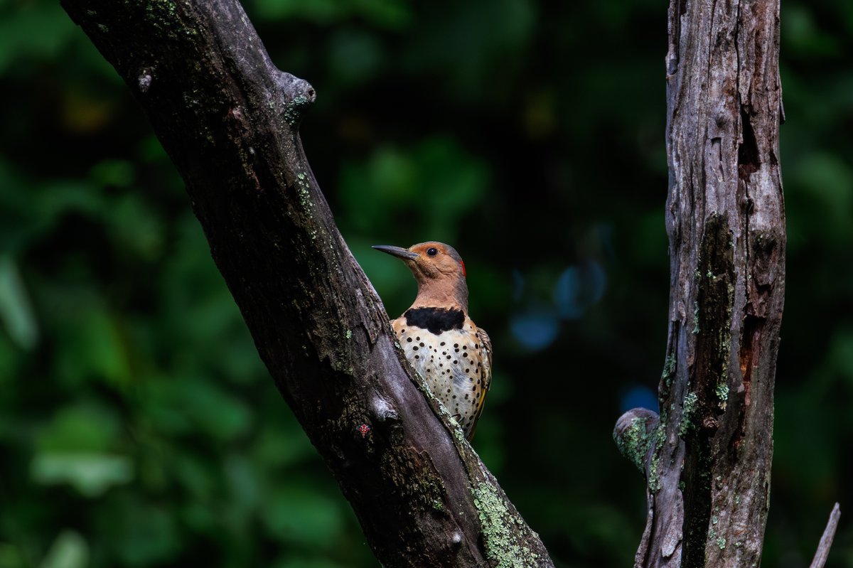 Northern Flicker