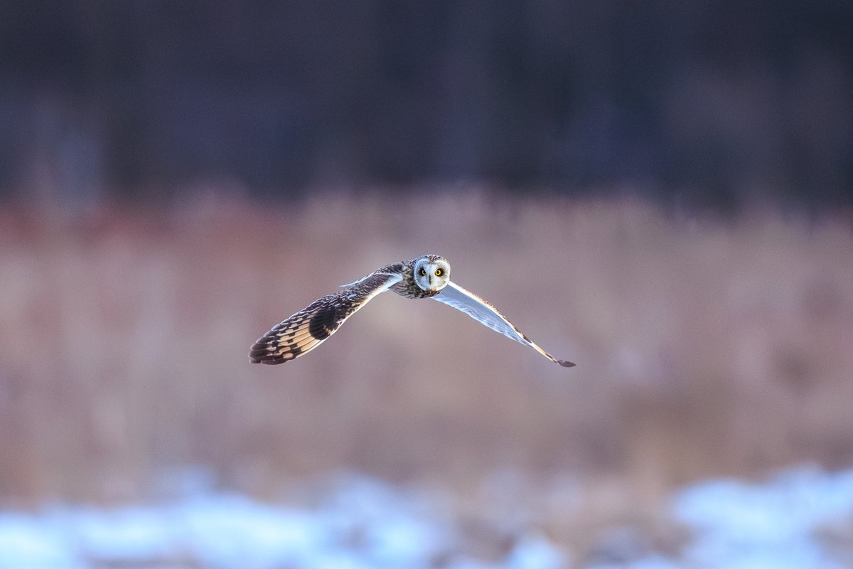 Short-eared Owl