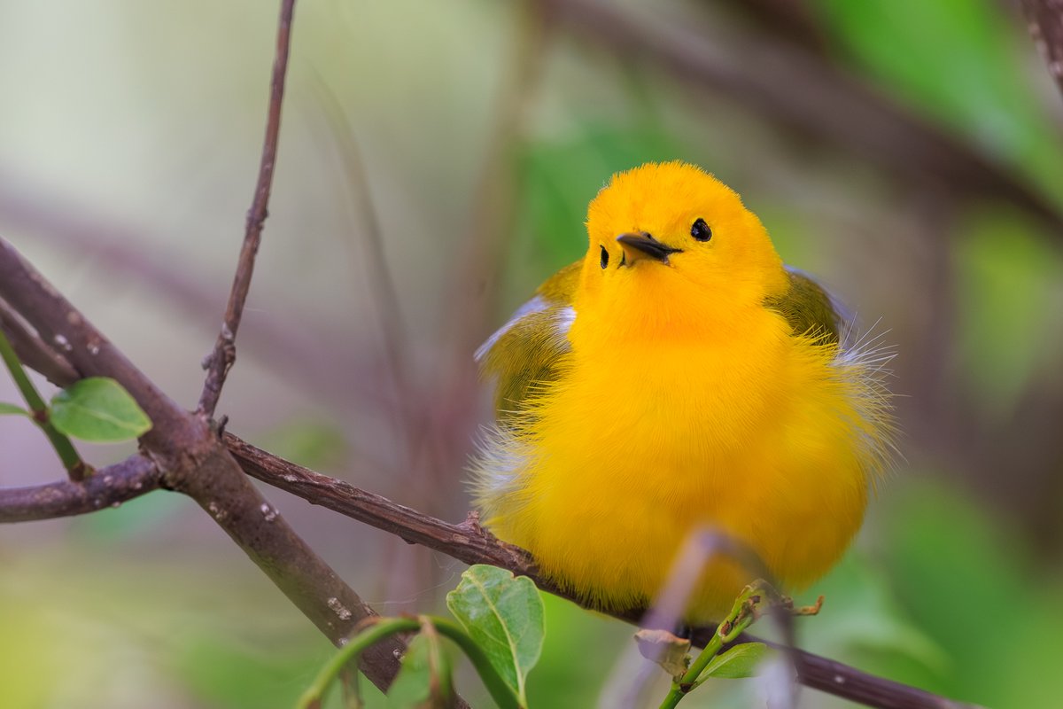 Prothonotary Warbler