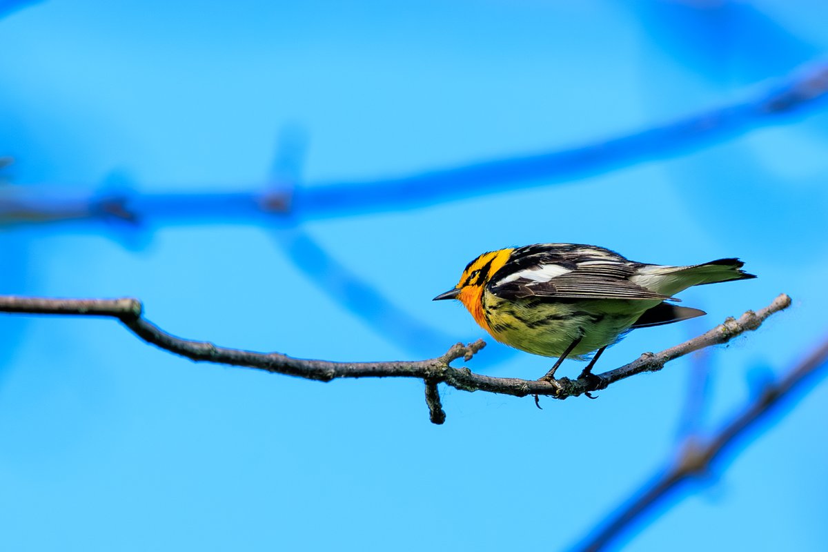 Blackburnian Warbler