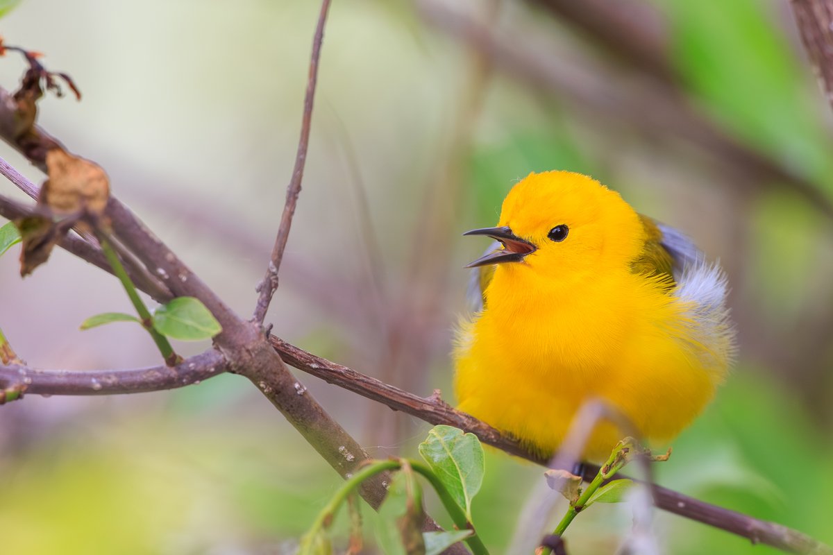Prothonotary Warbler