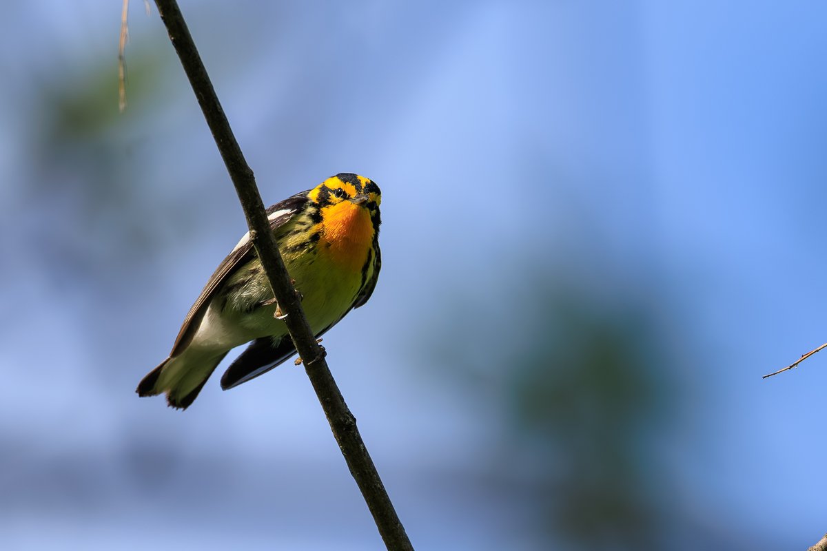 Blackburnian Warbler