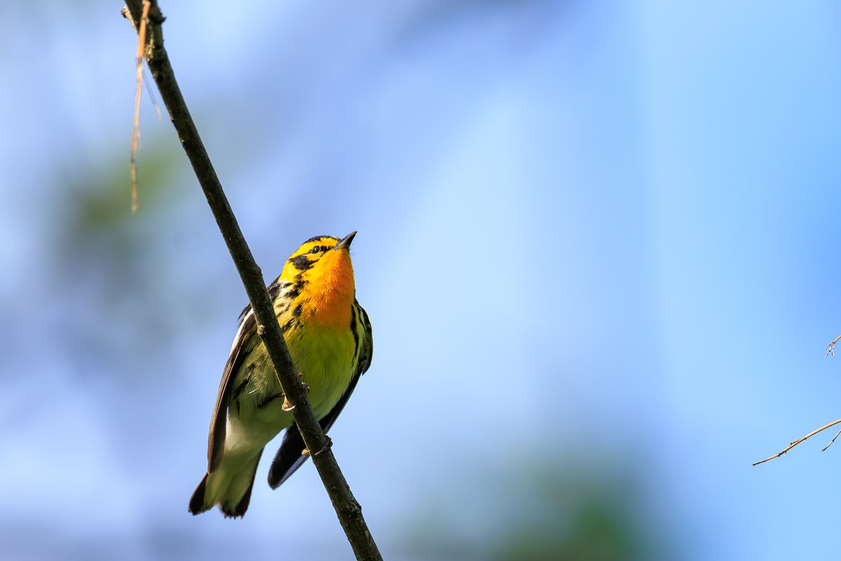 Blackburnian Warbler