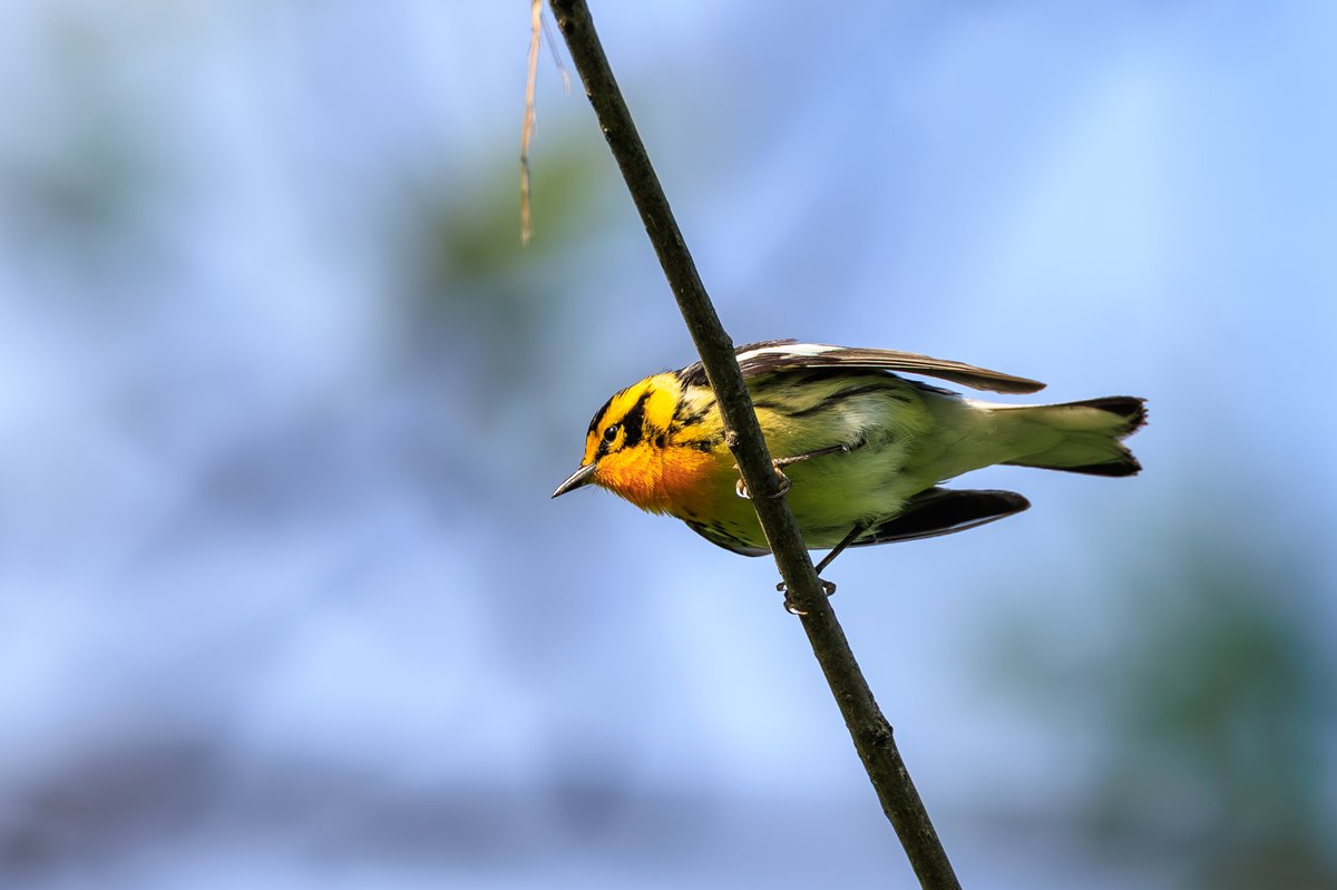 Blackburnian Warbler