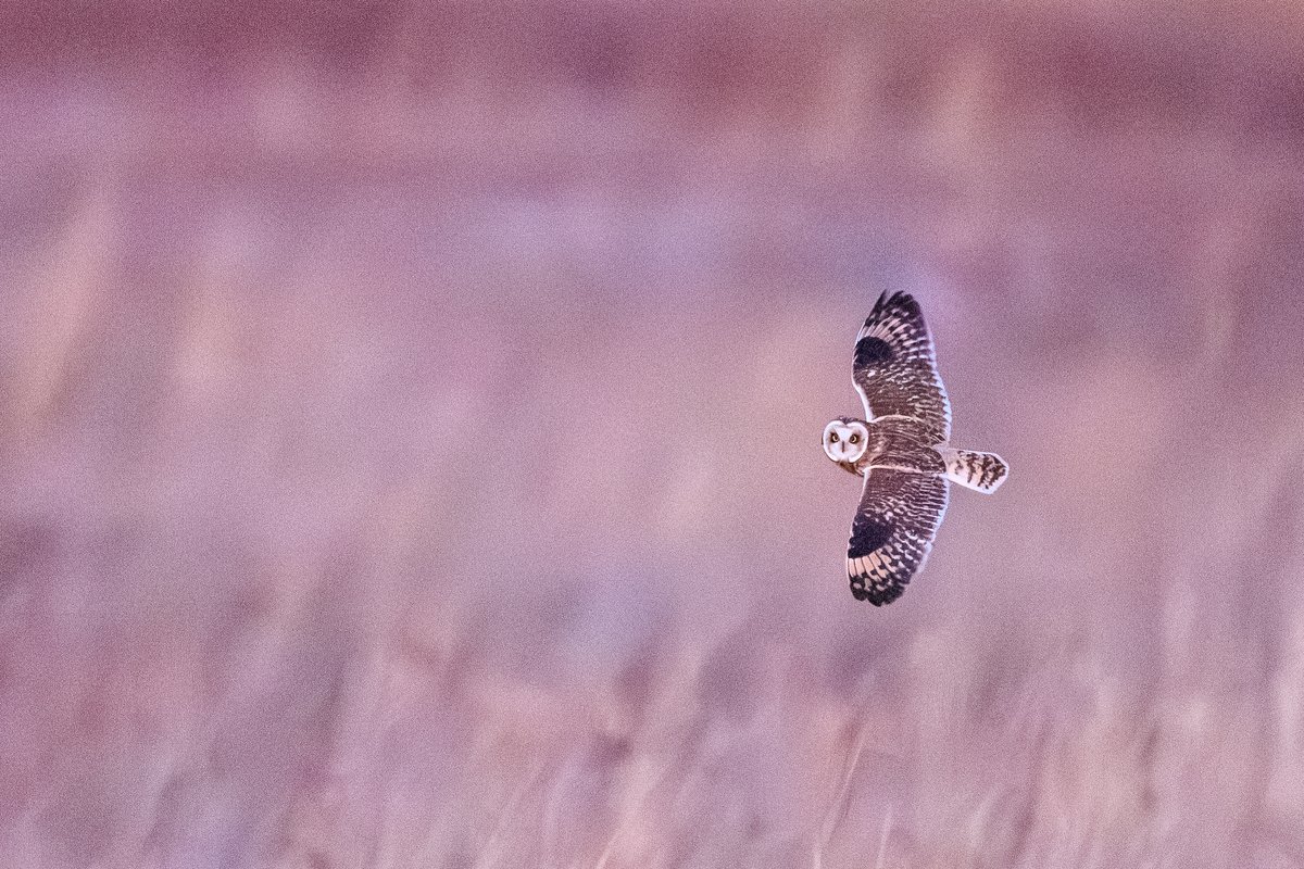 Short-eared Owl