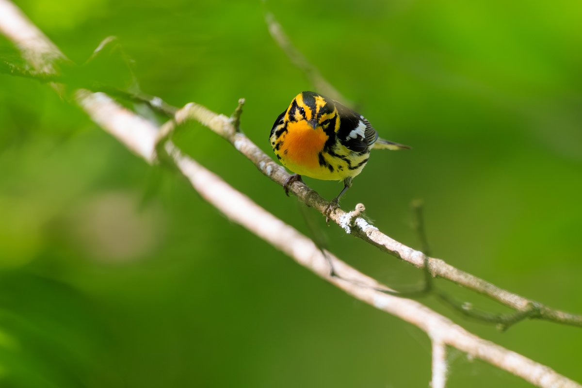 Blackburnian Warbler