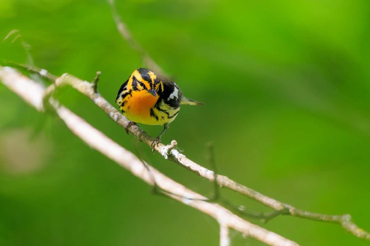 Blackburnian Warbler