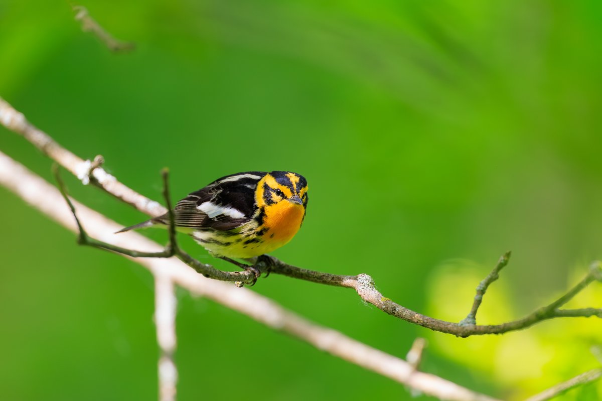 Blackburnian Warbler