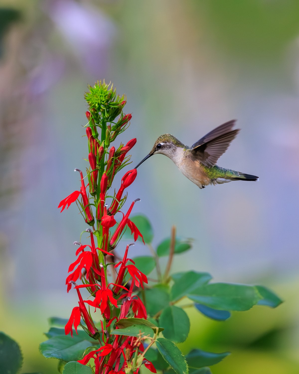 Ruby-throated Hummingbird