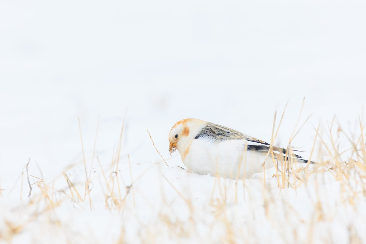 Snow Bunting