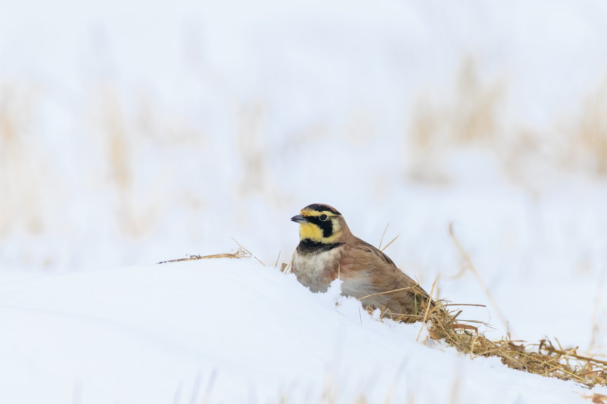 Horned Lark
