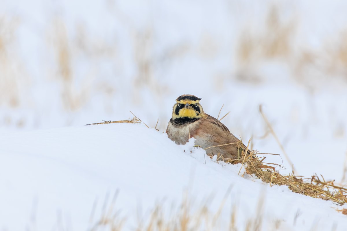 Horned Lark