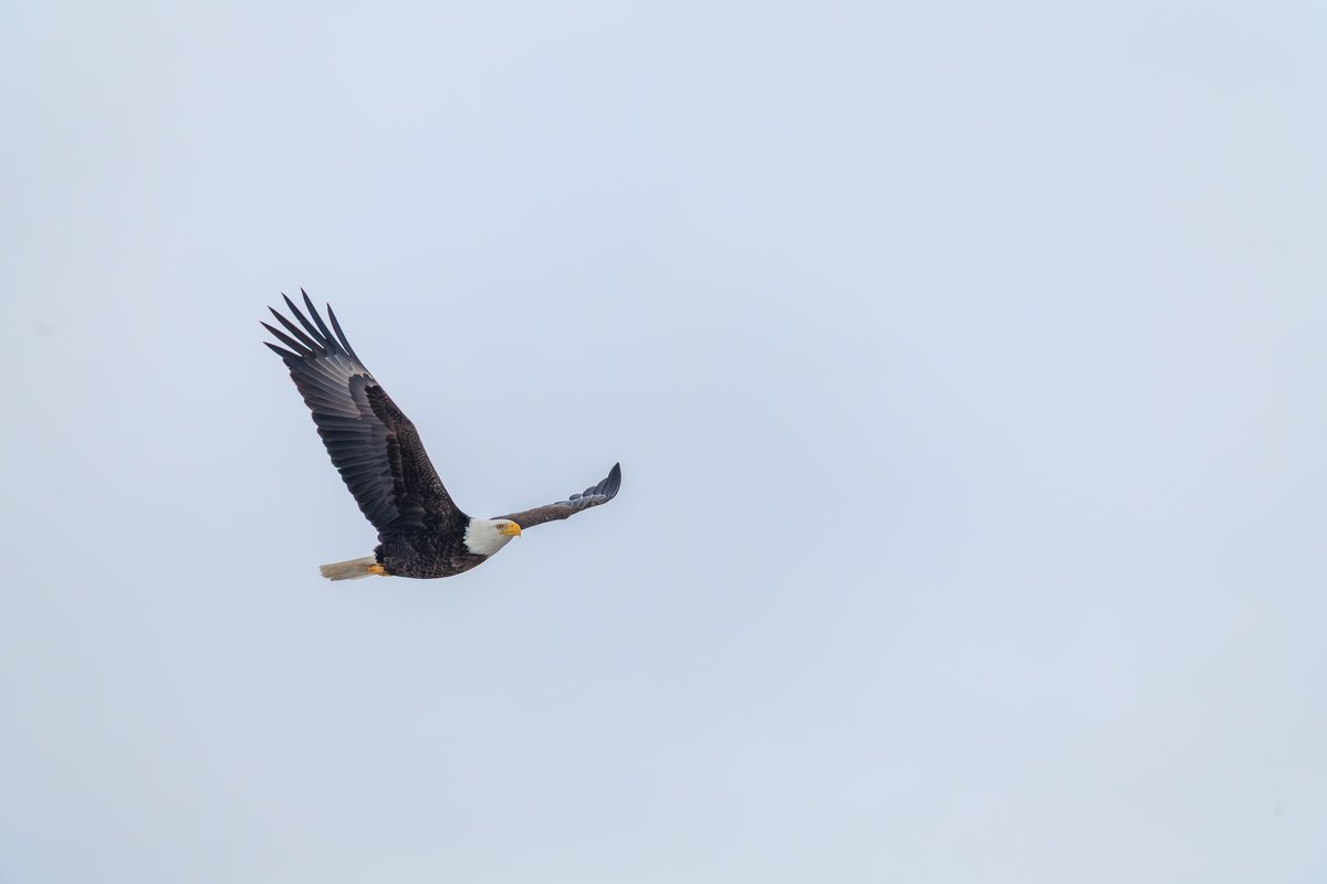 Bald Eagle