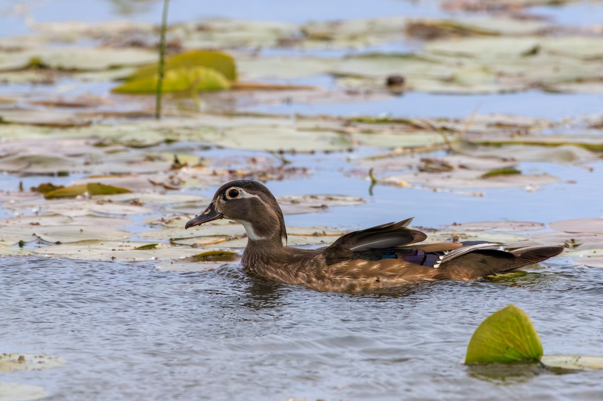 Wood Duck