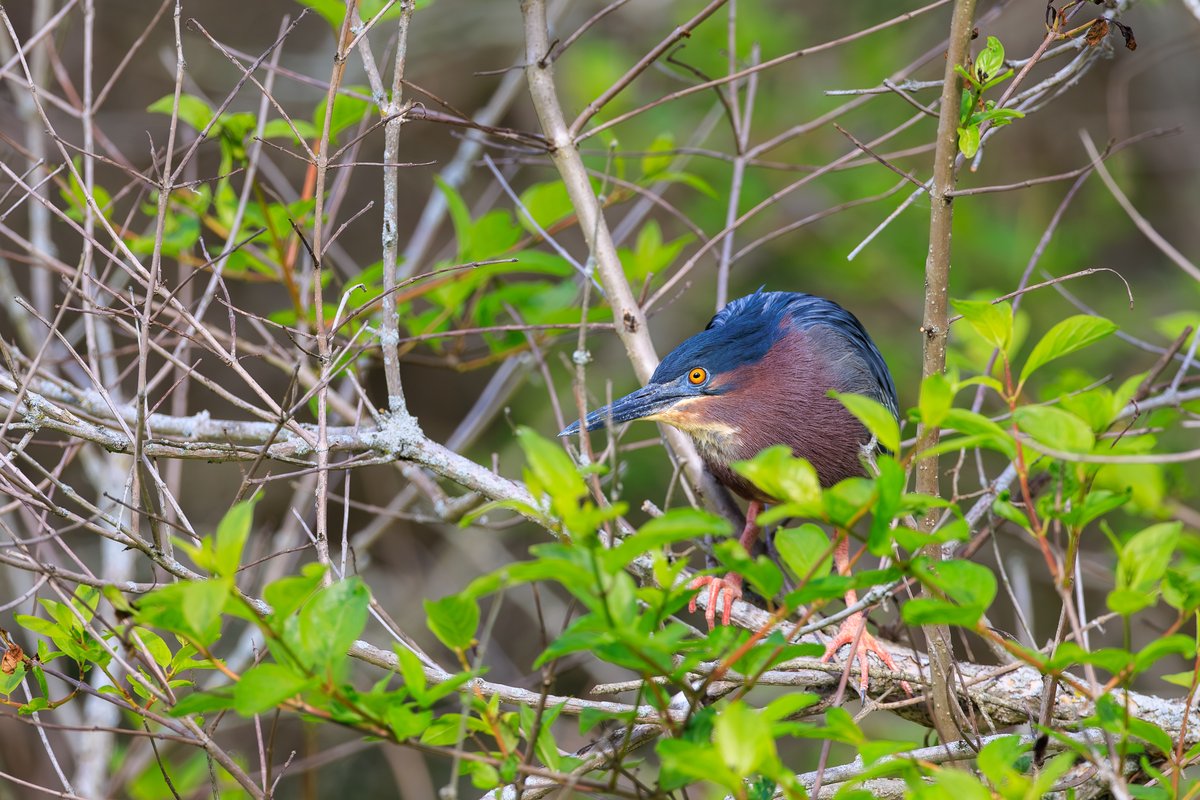 Green Heron